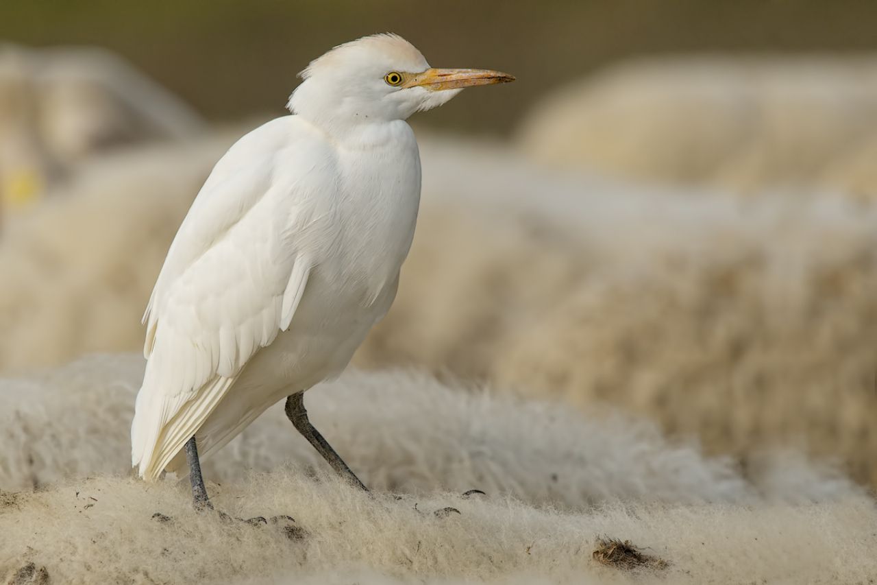 Airone guardabuoi (Bubulcus ibis)